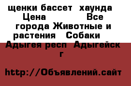 щенки бассет- хаунда › Цена ­ 20 000 - Все города Животные и растения » Собаки   . Адыгея респ.,Адыгейск г.